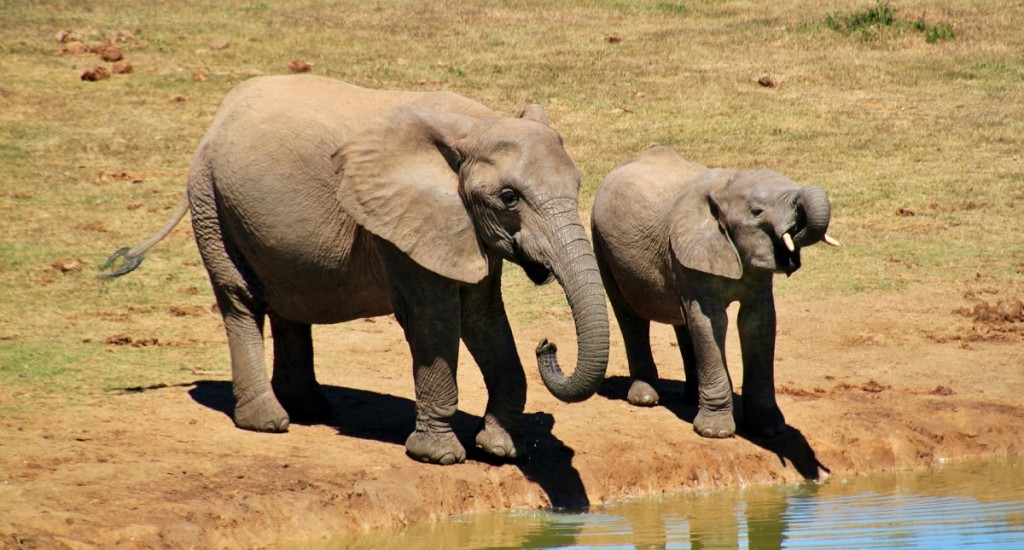 African-Elephant-Pixabay