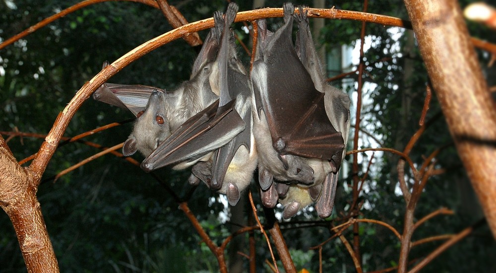 Kasanka_Fruit_Bat_Wiki