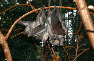 Kasanka_Fruit_Bat_Wiki