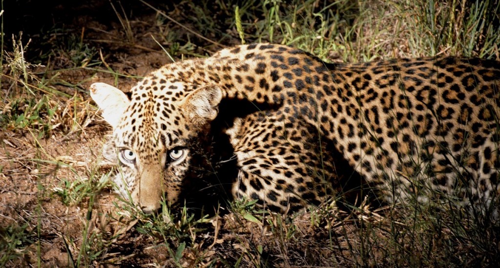 Leopard_Night_Africa_Pixabay