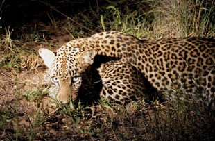 Leopard_Night_Africa_Pixabay
