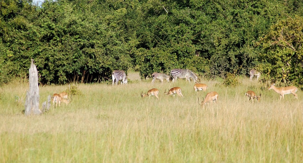 Luangwa_Nation_Park