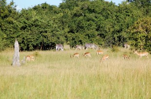 Luangwa_Nation_Park