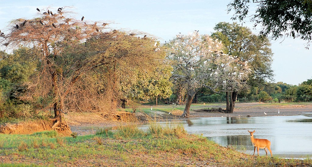 Luangwa_Walking_Wiki