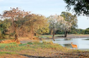 Luangwa_Walking_Wiki