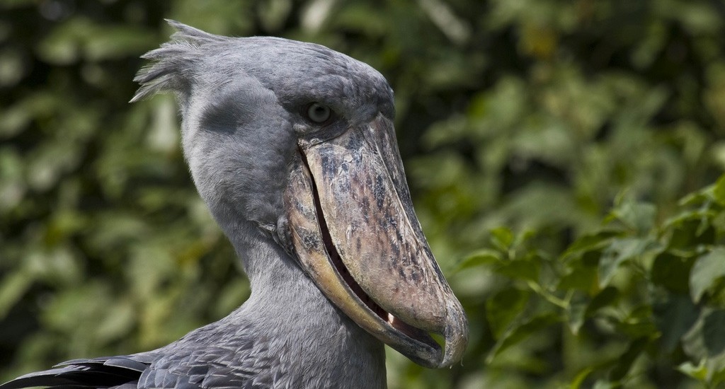 Shoebill_Zambia_Wiki2