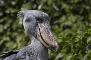 Shoebill_Zambia_Wiki2