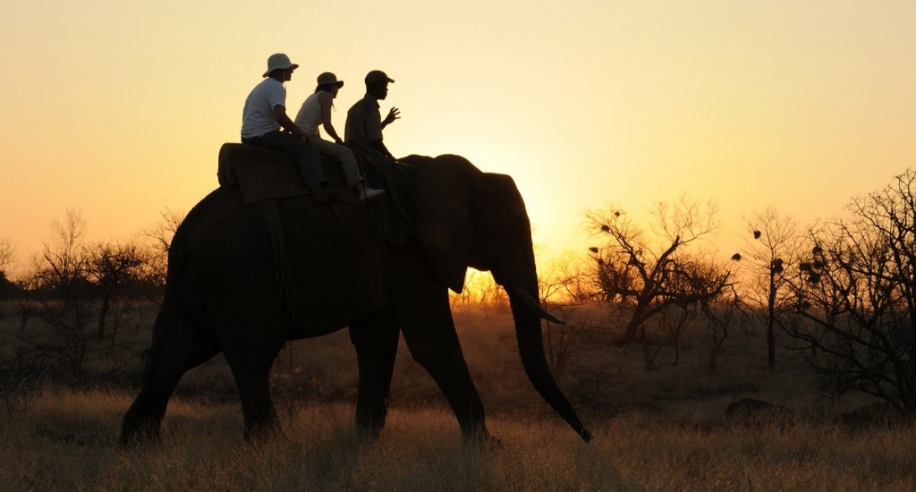 Vic-Falls-Elephant-Safari