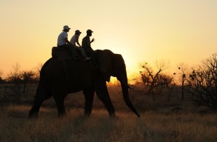 Vic-Falls-Elephant-Safari