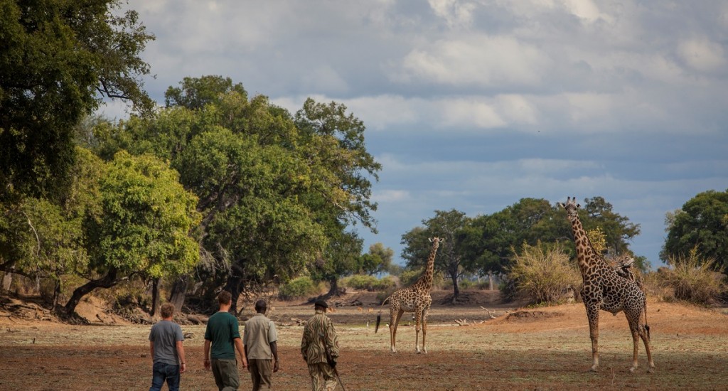 Walking_Safari_Norman_Carr_Safaris_DH
