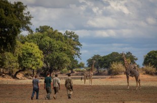 Walking_Safari_Norman_Carr_Safaris_DH